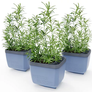 Gusta Garden 3-Pack Self Watering Herb Planters