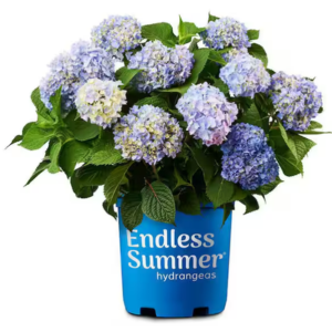 Endless Summer 1Gal  The Original Reblooming Hydrangea Shrub