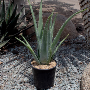 Altman Plants Live Aloe Vera Succulent w/1-Gal. Pot