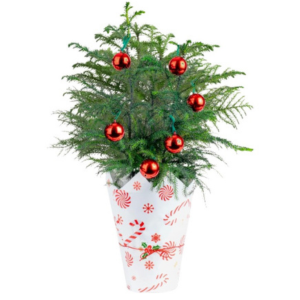 Costa Farms 22'' Pine Live Christmas Plant