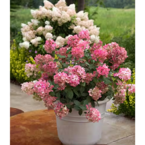 Proven Winners 7' Fire Light Hydrangea Shrub