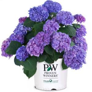 Proven Winners 2 Gal. Hydrangea Shrub