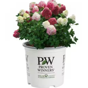 Proven Winners 2 Gal Lime Hydrangea Shrub