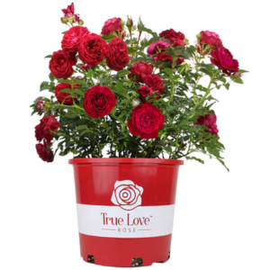 Altman Plants 6Qt. True Bloom Patio Rose