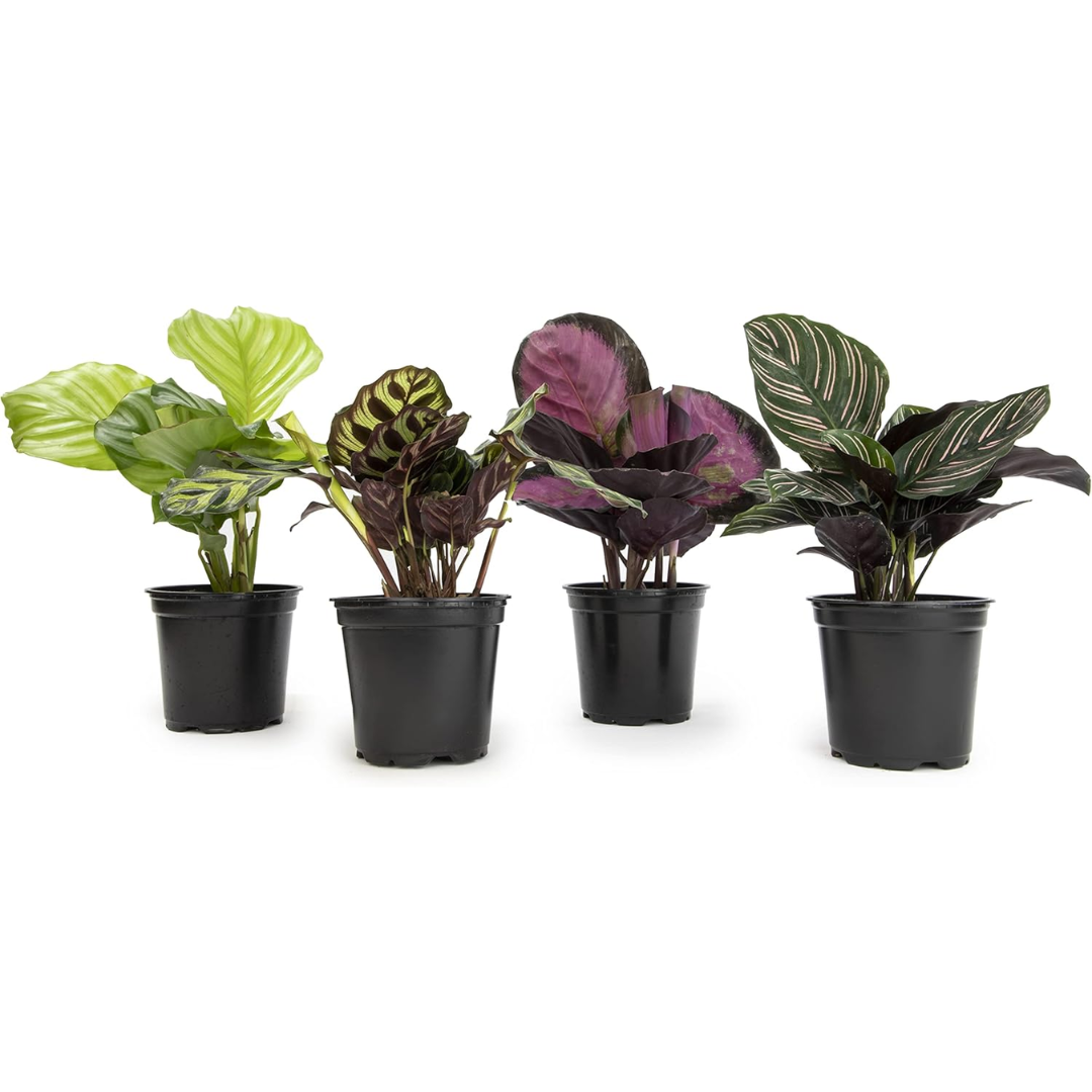 4-Pack Live Calathea Houseplants