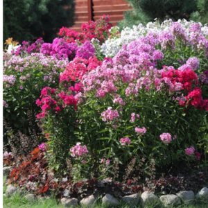 3 Bare Roots Giant Phlox Plants
