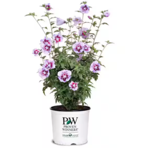 Proven Winners 2 Gal. Rose of Sharon Shrub