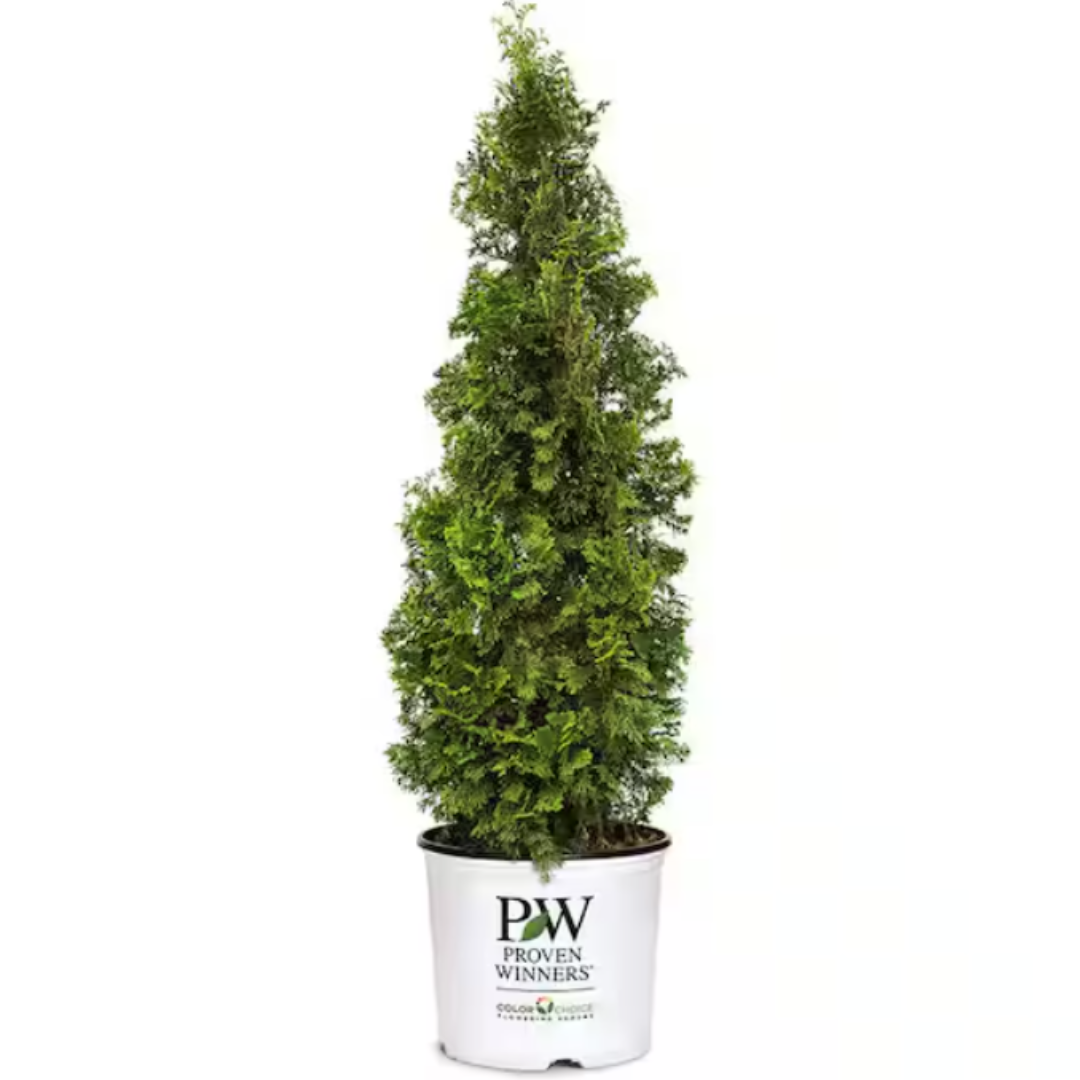 Outdoor 2Gal. Arborvitae Shrub