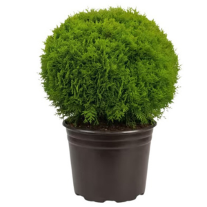 Evergreen 3Gal. 2' Live Thuja Danica Shrub