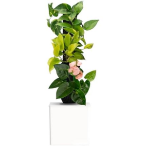 3-Tier Smart 4