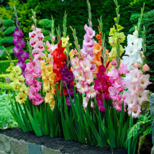 Garden State 25-Pack Rainbow Gladiolus Bulbs