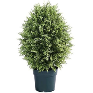 National Tree 32